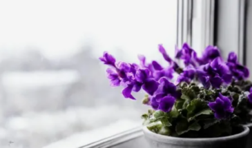 Фиалки и герань в феврале: цветоводы предупредили об ошибке при поливе и назвали лучшее время для пересадки
