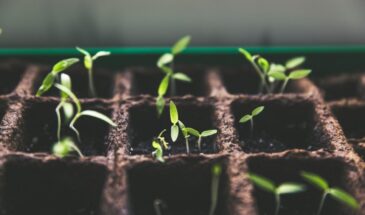 Сезон стартовал без вас: 7 культур, которые нужно сеять на рассаду в феврале — опоздаете на неделю, урожая не видать