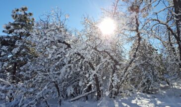 Лаврентьев день 11 февраля: почему бабушки пекли капустный пирог и обходили дом с иконой — приметы, которые работают до сих пор