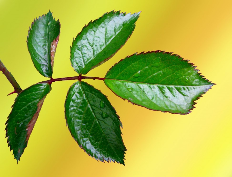 Весна-2026 изменит вашу жизнь: 4 знака Друидов получат любовь и деньги одновременно — проверьте, вы ли в списке