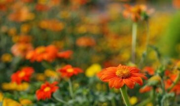 Титония покоряет садоводов: как вырастить редкую «мексиканскую звезду» даже в средней полосе России