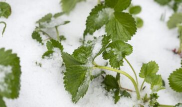 Клубника под снегом в феврале: не убирайте покров раньше времени — проверьте корни на изгиб, если прямые — ждите марта
