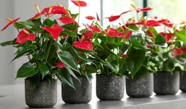 Цветоводы в восторге: одна кожура мандарина заставит антуриум цвести без остановки — секрет раскрыт