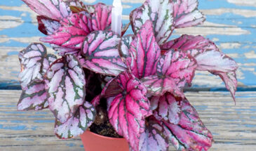 Королевская бегония, которая очищает воздух и требует минимум ухода: секреты выращивания роскошного цветка дома