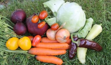 Борщ из своих овощей: секреты урожая, которые превратят ваш суп в шедевр и сэкономят бюджет