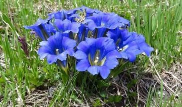 Синее облако на клумбе: это растение цветёт полгода, а садоводы почему-то его боятся