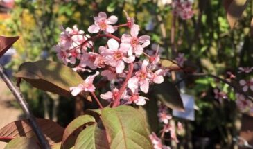 Черёмуха Колората: миндальный аромат в вашем саду — сорт, который размножается сам и цветёт даже после суровой зимы