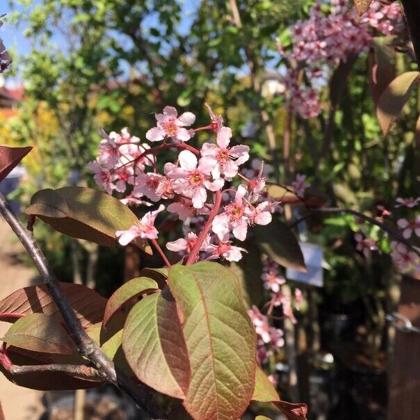 Черёмуха Колората: миндальный аромат в вашем саду — сорт, который размножается сам и цветёт даже после суровой зимы