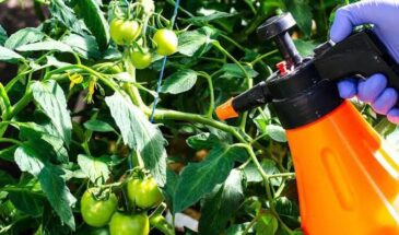 Томаты лопаются от урожая! Одна копеечная подкормка — и фитофтора отступит