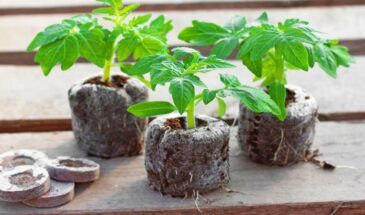 Торфяные таблетки убивают рассаду? Что выбрать для петуний и томатов — проверено на практике