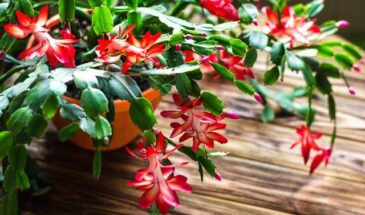 Всего 2 капли на литр — и декабрист зацветёт так, что соседи попросят секрет