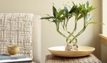 Драцена Сандера или «бамбук счастья»: размножается сам — даже слабый черенок даст корни, если знать одну хитрость