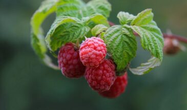 Почему у одних малина мельчает и дичает, а у других прёт стеной: 7 простых хитростей, после которых урожая будет столько, что начнёте раздавать прохожим