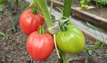 Томат «Мон амур F1»: малиновые сердца, от которых невозможно оторваться — секрет урожая