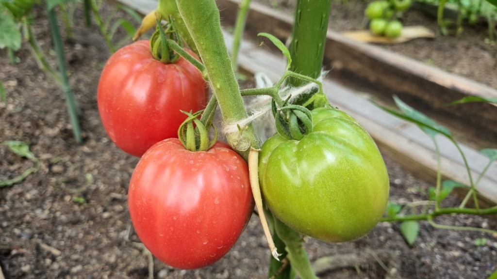 Томат «Мон амур F1»: малиновые сердца, от которых невозможно оторваться — секрет урожая