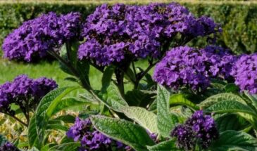 Цветок, который пахнет ванилью: садоводы сносят полки ради растения-ароматизатора — всего один куст, и ваш сад превратится в кондитерскую