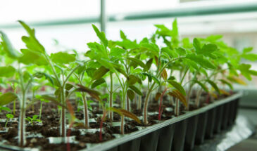 Посеяли на неделю раньше — потеряли половину урожая: когда сажать томаты, чтобы кусты не вытянулись и дали рекорд