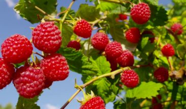 Долгоносик в ужасе: одна ложка из кухонного шкафа спасёт малину без химии — проверено дачниками