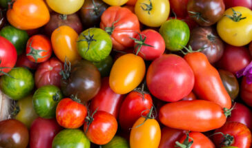 «Розовый мёд» и «Чёрный шоколад»: два томата, которые заставят соседей спрашивать ваш секрет — лучшие сорта 2026 для теплицы и грядки