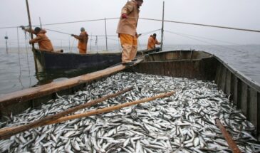 Торговать в убыток государству – национальная российская традиция: это глупость, головотяпство, предательство?