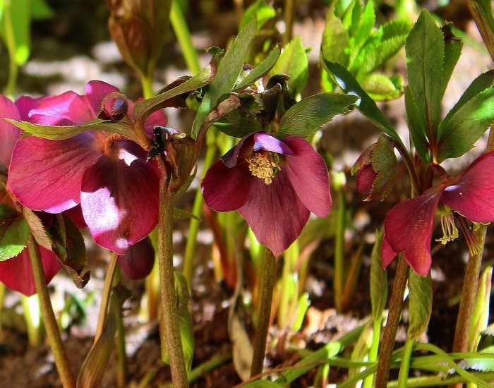 Сажайте сейчас — в апреле соседи обзавидуются: этот цветок расцветает под снегом, когда весь сад ещё спит