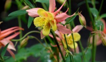 Аквилегия, от которой соседи остановятся у вашего забора: этот красно-белый «звёздный» сорт цветёт как букет и не боится морозов