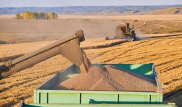 Экспорт зерна рухнул: высокий урожай превращается в головную боль и ничему чиновников не учит
