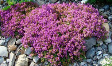 Посадите это чудо на участке — и соседи будут просить черенки: тимьян, который цветёт всё лето, не болеет и пахнет как парфюм