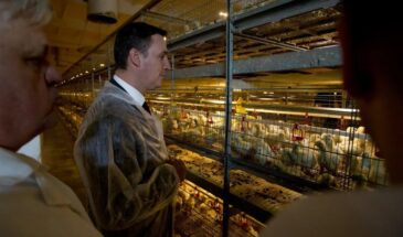 Россия увеличила импорт курятины из Китая, хотя свою девать некуда. Что происходит?