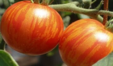 Томат «Амурский тигр»: полосатый красавец, который даст урожай без лишних хлопот