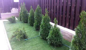 Посадите эту стройную красавицу — и ваш участок превратится в картинку: туя Смарагд, которая растёт сама и не требует сложного ухода