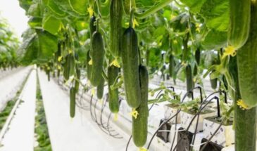 Золотой огурец: почему российский овощ стоит как мясо и кто на самом деле зарабатывает на зимнем урожае