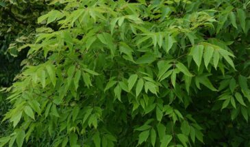 С 1 марта — штраф до 50 тысяч за один куст: что растёт у вас во дворе и почему это теперь опасно