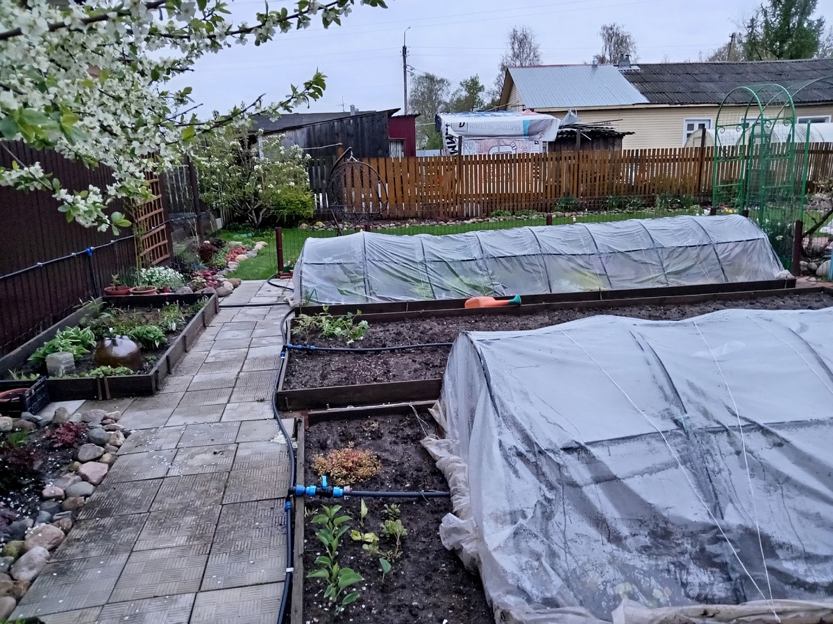 Когда открывать розы и клематисы весной: ошибка в один день может погубить цветы — простая инструкция, как снять укрытие без риска