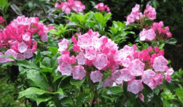 Петунии в прошлом: многолетник, который пахнет на 2 км и цветет даже в густой тени — секреты кальмии, о которых вы точно не знали