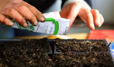 Что посеять на рассаду в феврале 2026: 4 культуры, которые не вытянутся без досветки — и как подготовиться к посеву за неделю