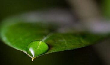 Ваш замиокулькас плачет? Это не слёзы — а тихий сигнал бедствия, который 9 из 10 владельцев не замечают