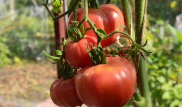 «Абаканский Розовый» и «Розовый Мед»: 5 лучших розовых сортов томатов, которые дадут урожай даже у новичка