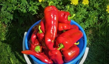 Перцы любят тесноту: секретная схема посадки «по два в лунку» от бывалых огородников — урожай вырастет вдвое, а плоды не сгорят на солнце