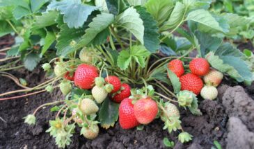 Клубника даст второй урожай: секрет, который сработает даже после провального лета