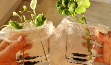 Один срез — и новое растение растёт само: секретное правило, которое знают только цветоводы со стажем