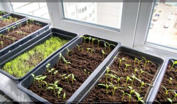 Рассада с нуля: что нужно знать начинающему дачнику, чтобы не загубить первые всходы