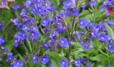 Анхуза или воловик: неприхотливый многолетник для синего сада, который цветёт 2 месяца