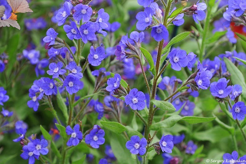 Анхуза или воловик: неприхотливый многолетник для синего сада, который цветёт 2 месяца