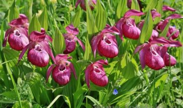 Природа сама «сшила» эти туфельки: цветок, который ловит насекомых и цветёт раз в десять лет