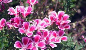 Кларкия, которая цветёт всё лето: однолетник с махровыми «розочками», который вырастит даже новичок