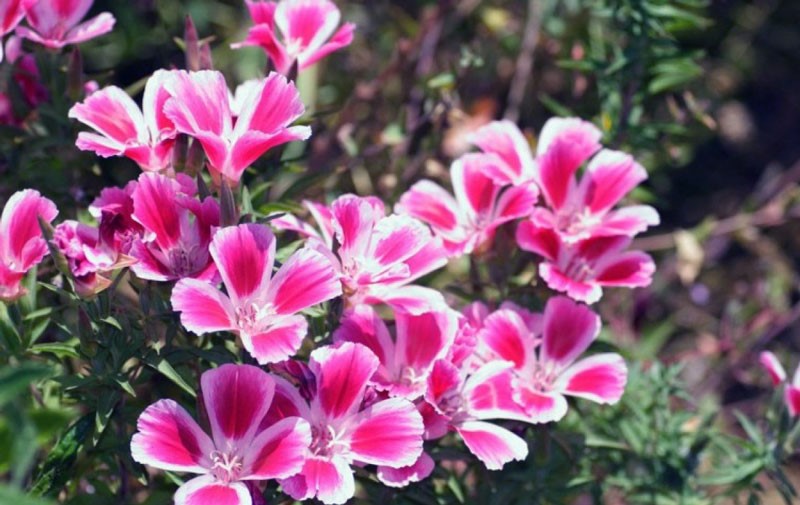 Кларкия, которая цветёт всё лето: однолетник с махровыми «розочками», который вырастит даже новичок