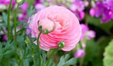 Роза отдыхает в сторонке: этот махровый красавец цветет всё лето без капризов, а ухода требует в десять раз меньше