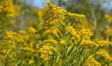 Эти «красивые» растения убивают ваш сад: 4 зелёных оккупанта, которых нужно выкорчевать до завтра