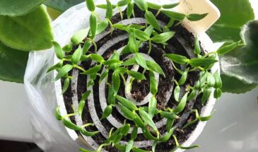 Рассада в «улитках»: как сэкономить место и грунт в три раза